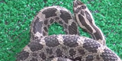Cincinnati snake